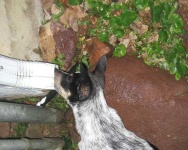 image of kelpie