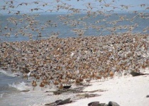 image of animal_migration