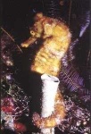 image of sea_horse