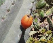 image of cactus