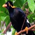 image of enggano_myna #6