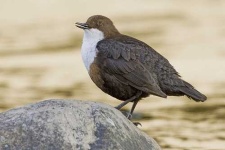 image of water_ouzel