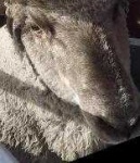 image of animal