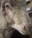 image of animal