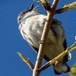 image of bird