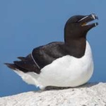 image of bird