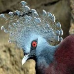 image of victoria_crowned_pigeon #0