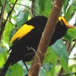 image of bird