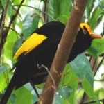 image of regent_bowerbird #4