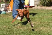 image of vizsla