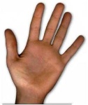 image of human_body_parts
