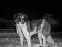 image of saint_bernard