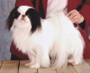 image of japanese_spaniel