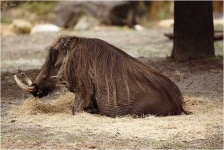 image of warthog