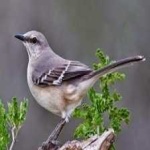 image of bird