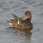 image of teal_duck #7