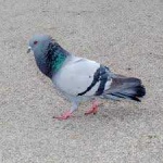 image of pigeon #3