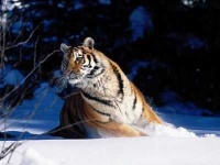 image of jaguar_car