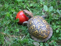 image of box_turtle