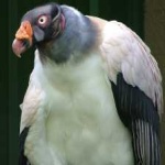 image of bird