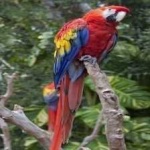 image of bird