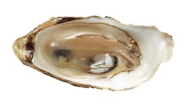 image of oyster #31