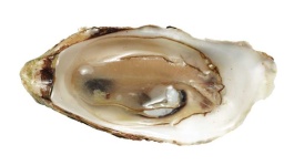 image of animal