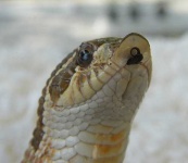 image of hognose_snake