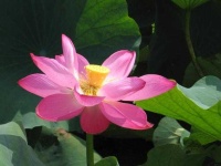 image of flower