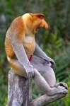 image of proboscis_monkey