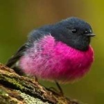 image of bird