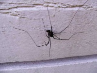 image of harvestman