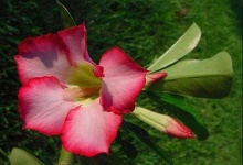 image of flower