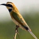 image of white_throated_bee_eater #33