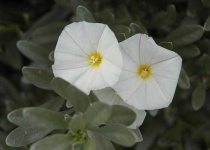 image of flower