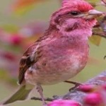 image of bird