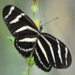 image of animal