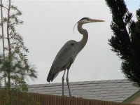 image of crane
