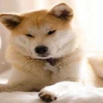 image of animal