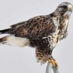 image of bird
