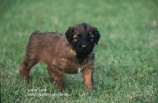 image of briard
