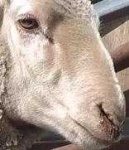image of animal