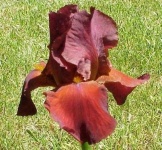 image of flower