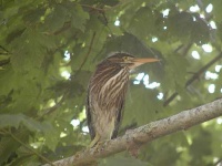 image of bittern