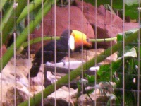 image of toucan