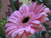 image of flower