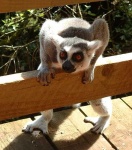 image of madagascar_cat