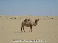 image of arabian_camel