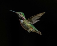 image of animal