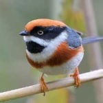 image of bird